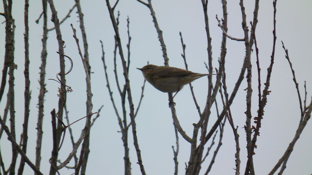 Pierwiosnek zwyczajny (Phylloscopus collybita)