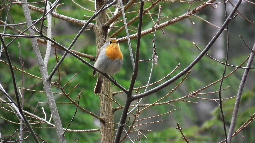 Rudzik zwyczajny, rudzik, raszka (Erithacus rubecula)