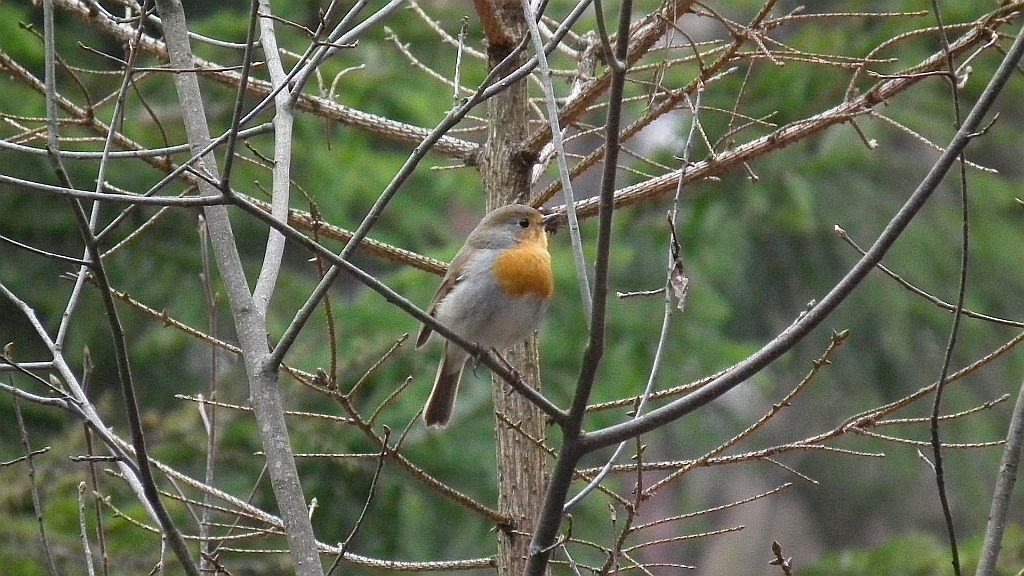 Rudzik zwyczajny, rudzik, raszka (Erithacus rubecula)
