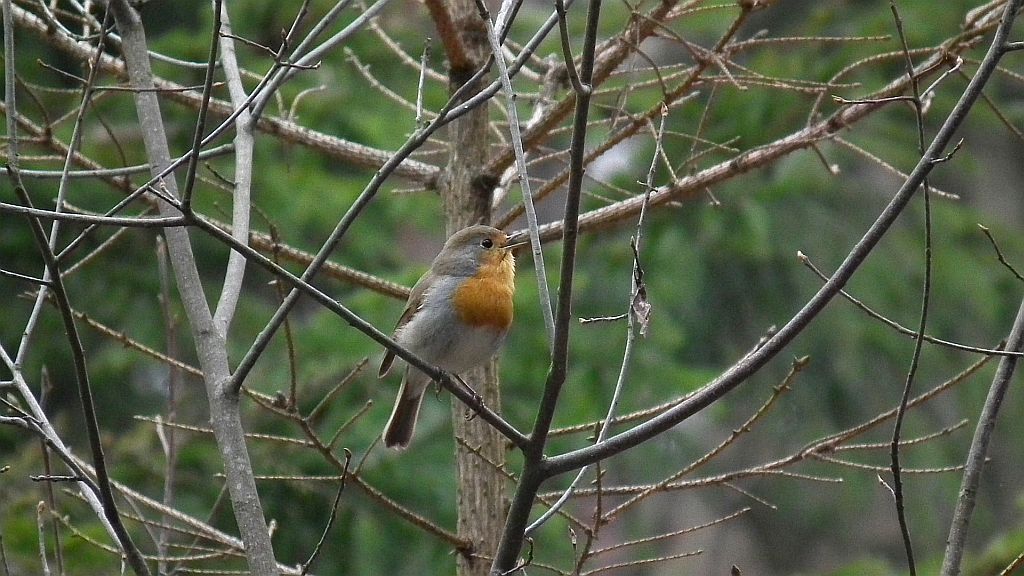 Rudzik zwyczajny, rudzik, raszka (Erithacus rubecula)