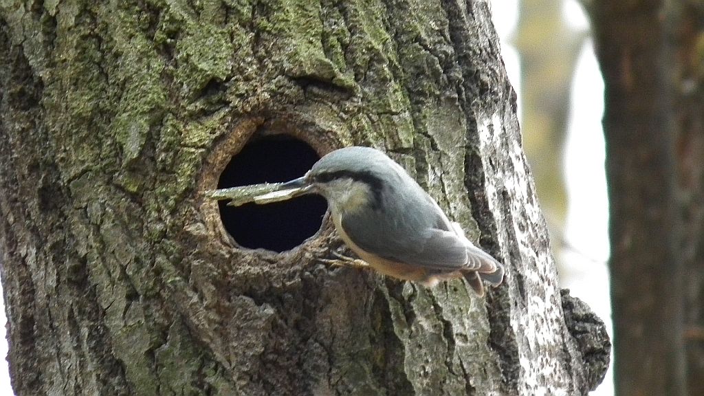 Kowalik, kowalik zwyczajny, bargiel (Sitta europaea)