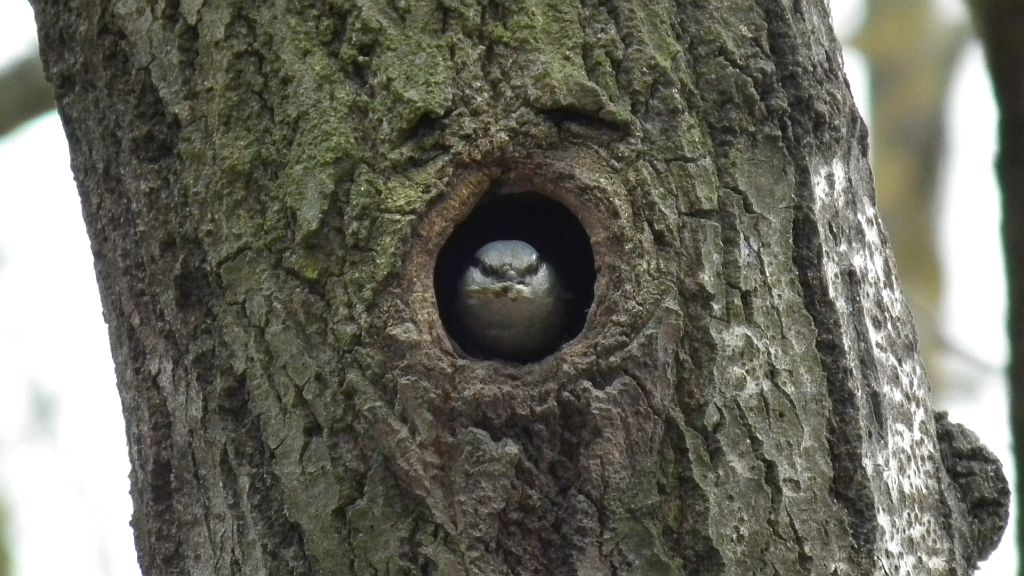 Kowalik, kowalik zwyczajny, bargiel (Sitta europaea)