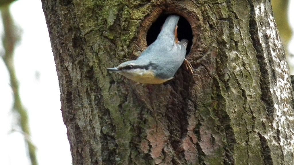 Kowalik, kowalik zwyczajny, bargiel (Sitta europaea)