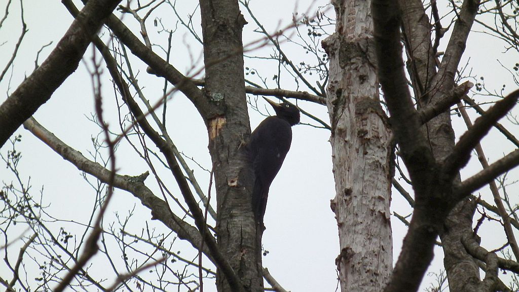 Dzięcioł czarny (Dryocopus martius)
