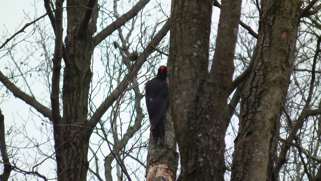 Dzięcioł czarny (Dryocopus martius)
