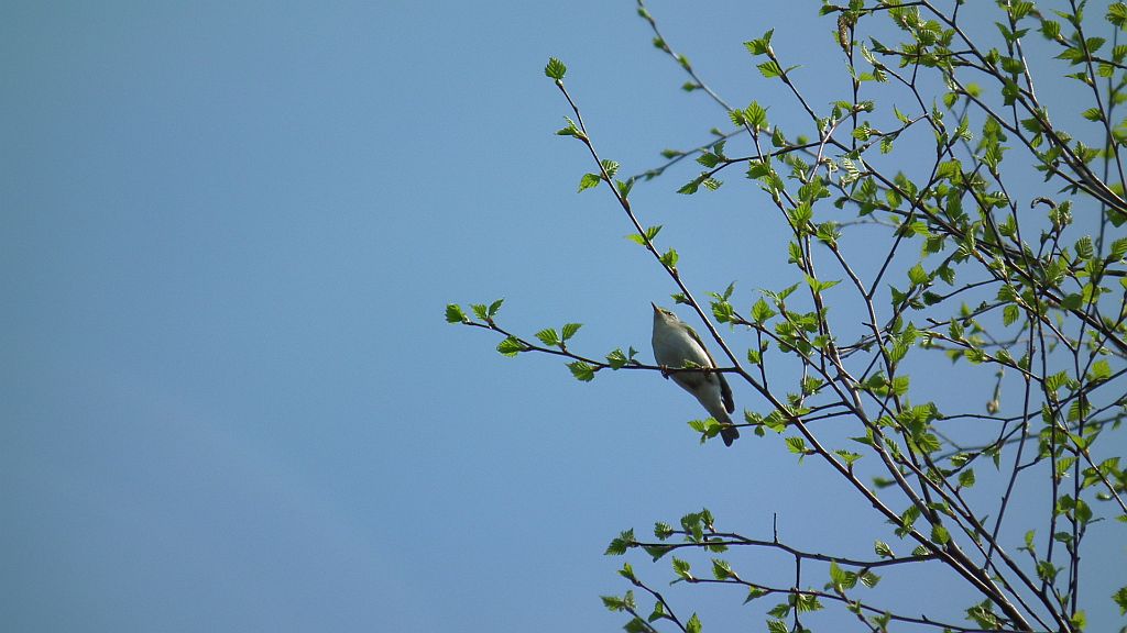 Pierwiosnek zwyczajny (Phylloscopus collybita)