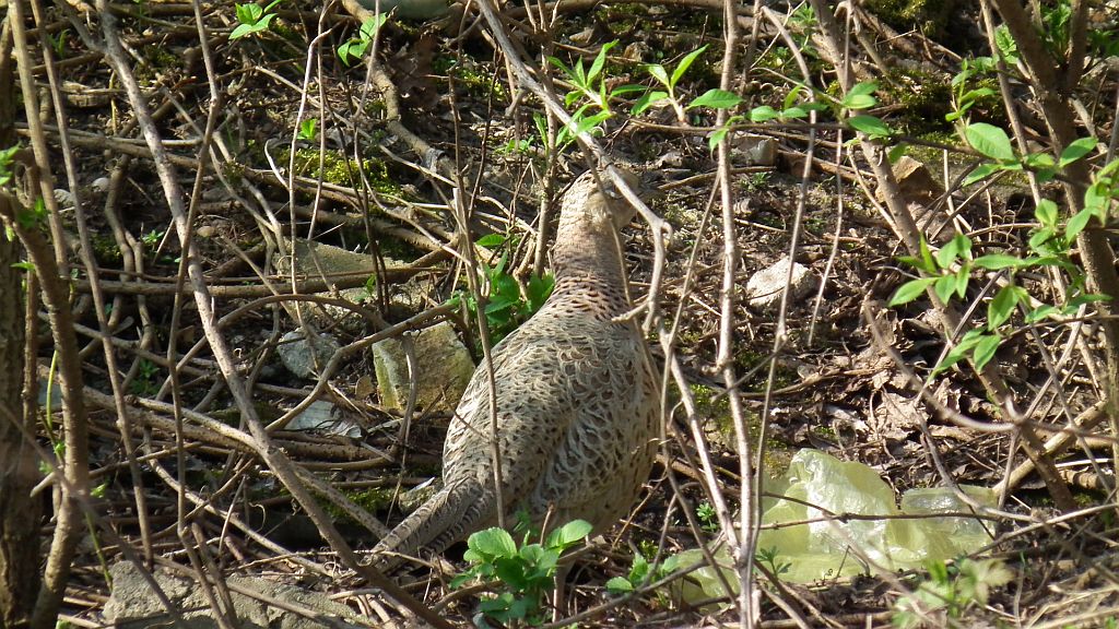 Bażant (Phasianus colchicus)