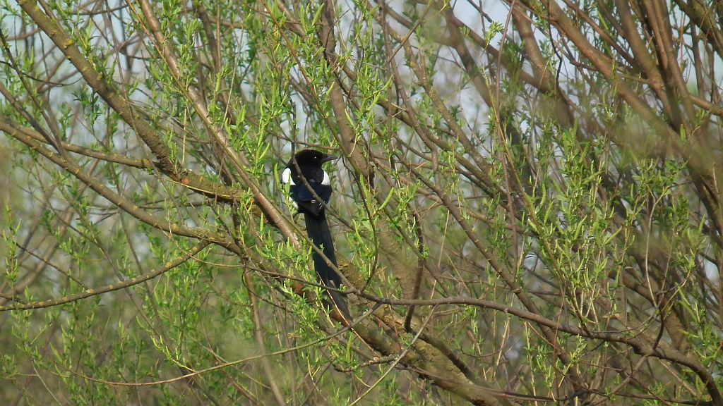 Sroka zwyczajna, sroka pospolita, sroka (Pica pica)