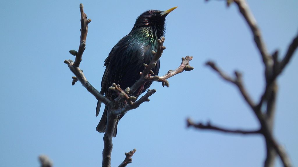 Szpak (Sturnus vulgaris)