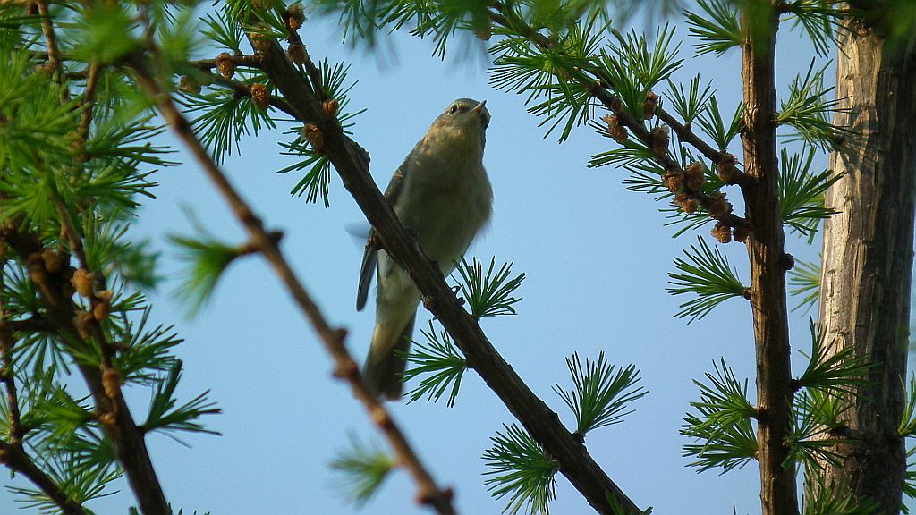 Gajówka, pokrzewka ogrodowa (Sylvia borin)