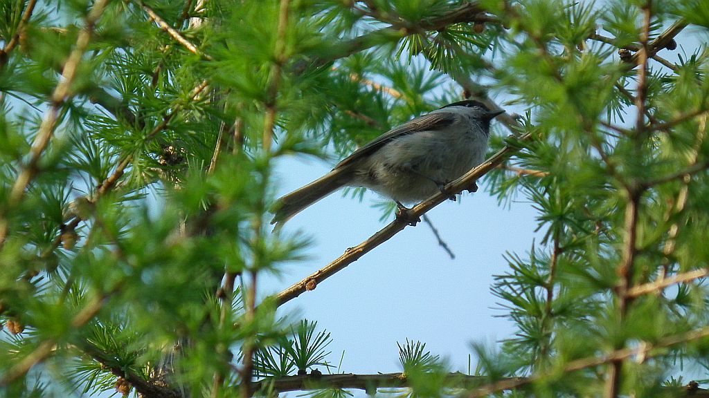 Sikora czarnogłowa, czarnogłówka, sikora czarnogłówka (Poecile montana syn. Parus montanus)