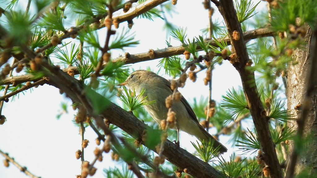 Gajówka, pokrzewka ogrodowa (Sylvia borin)