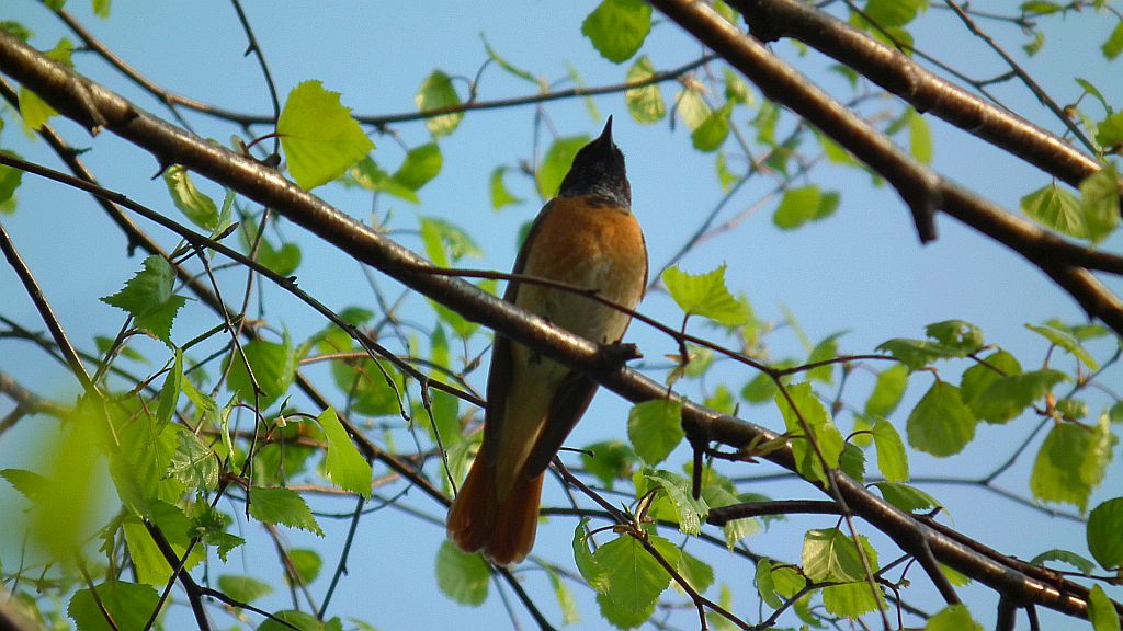 Pleszka zwyczajna, pleszka (Phoenicurus phoenicurus)