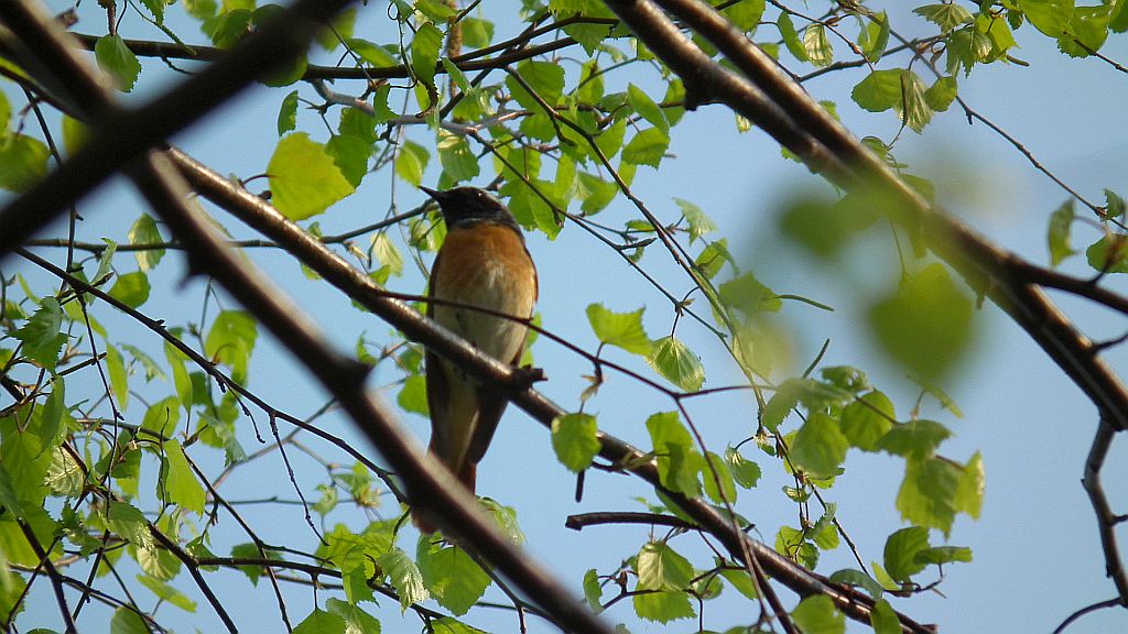 Pleszka zwyczajna, pleszka (Phoenicurus phoenicurus)