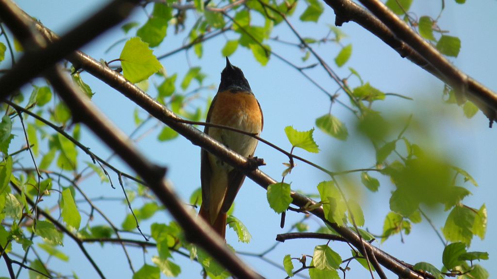 Pleszka zwyczajna, pleszka (Phoenicurus phoenicurus)