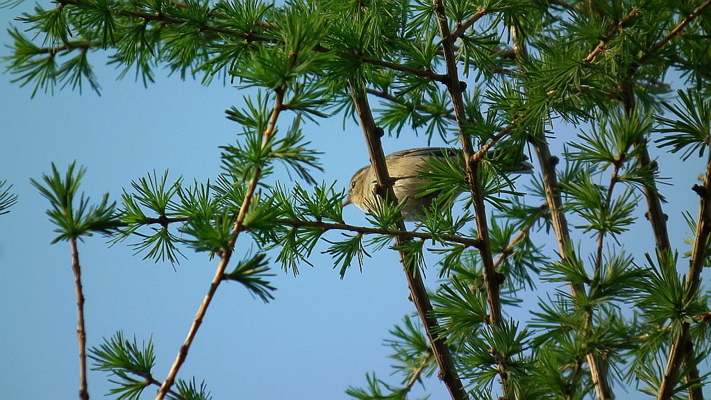 Gajówka, pokrzewka ogrodowa (Sylvia borin)