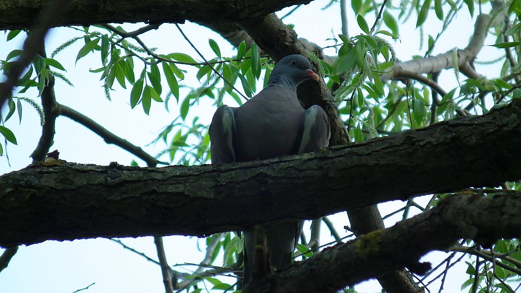 Grzywacz, gołąb grzywacz (Columba palumbus)