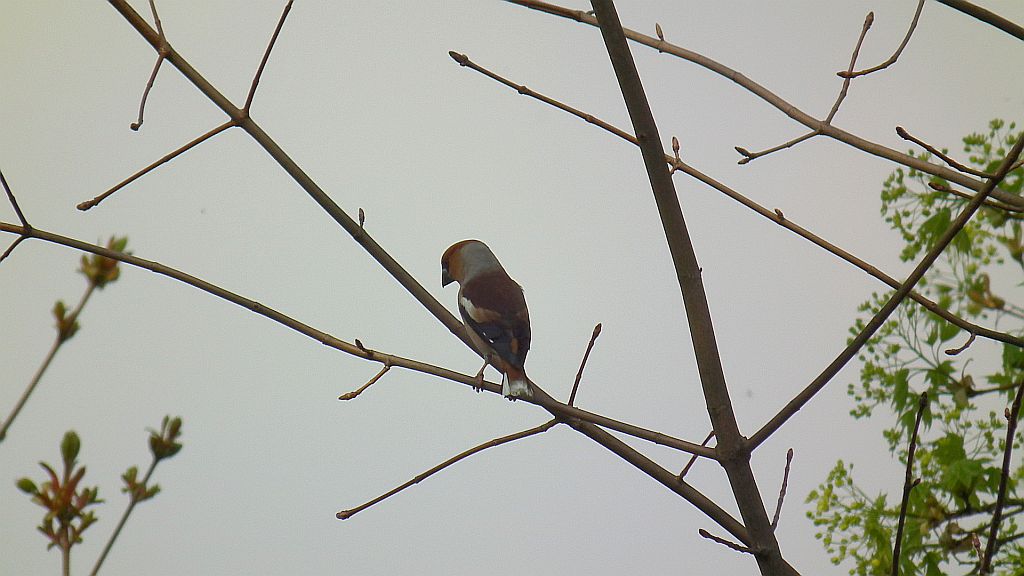 Grubodziób zwyczajny, pestkojad, grabołusk (Coccothraustes coccothraustes)