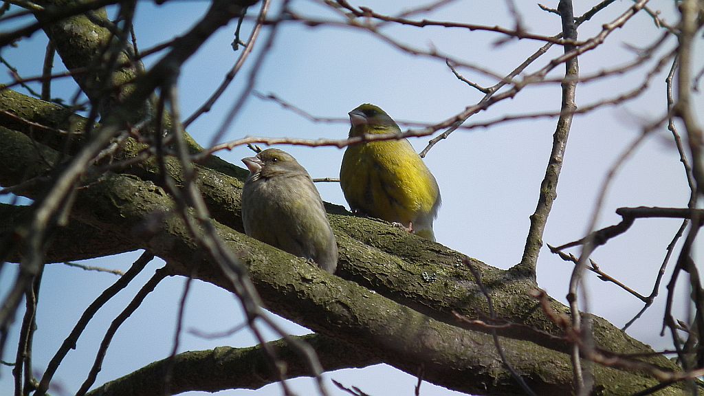 Dzwoniec zwyczajny, dzwoniec (Carduelis chloris, syn. Chloris chloris)