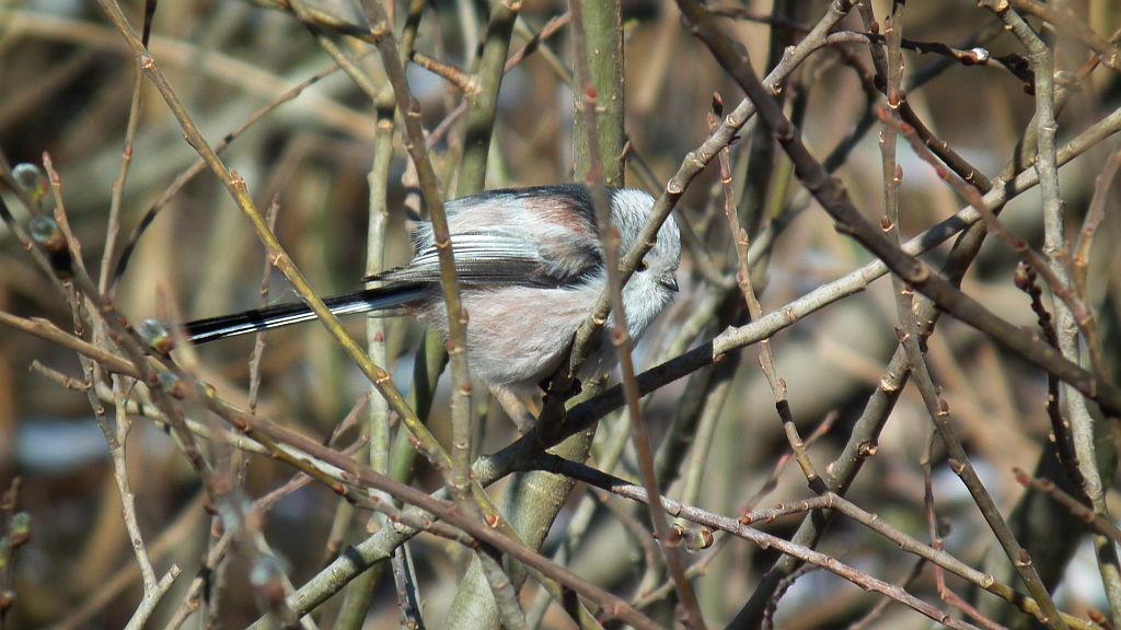 Raniuszek, raniuszek zwyczajny (Aegithalos caudatus)