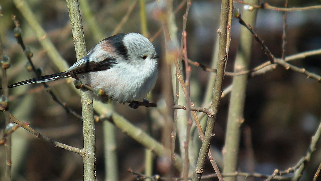 Raniuszek, raniuszek zwyczajny (Aegithalos caudatus)
