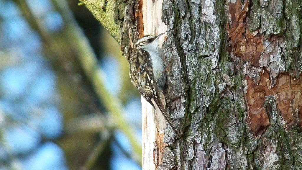 Pełzacz leśny (Certhia familiaris)