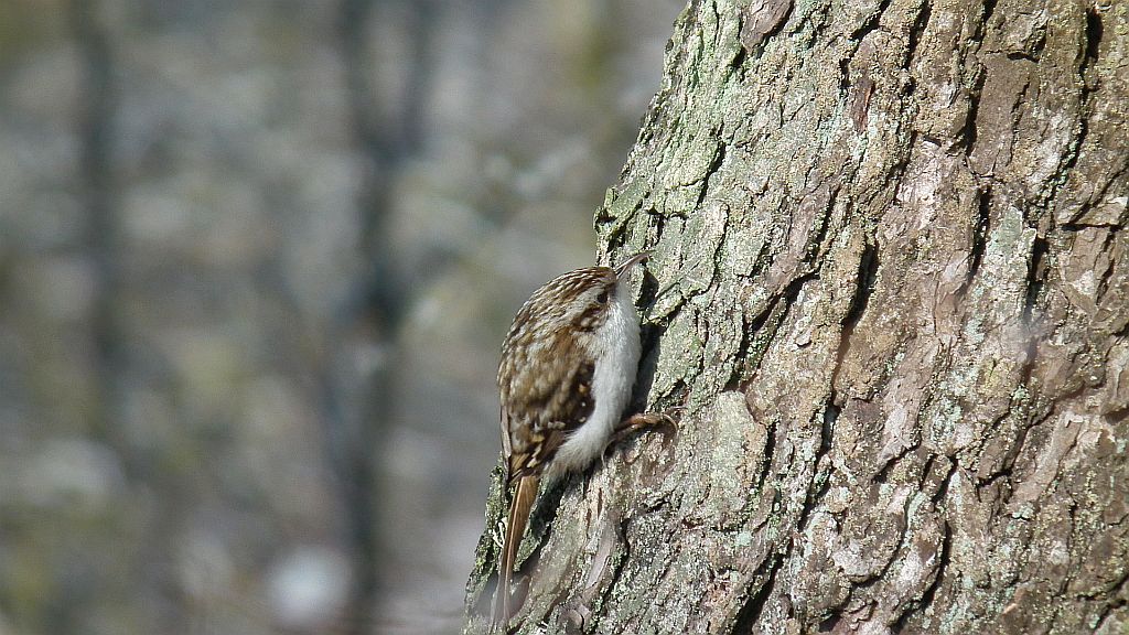 Pełzacz leśny (Certhia familiaris)