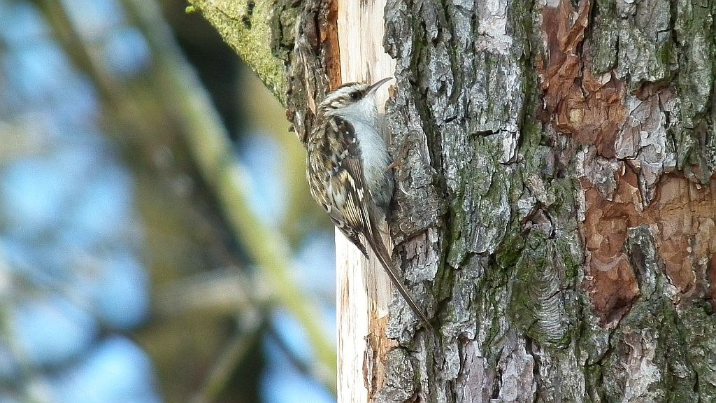 Pełzacz leśny (Certhia familiaris)