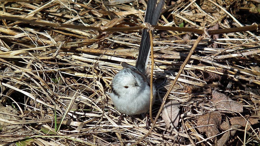 Raniuszek, raniuszek zwyczajny (Aegithalos caudatus)