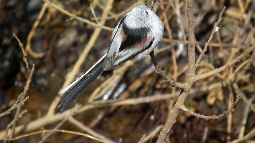 Raniuszek, raniuszek zwyczajny (Aegithalos caudatus)