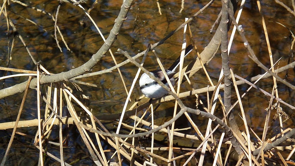 Raniuszek, raniuszek zwyczajny (Aegithalos caudatus)