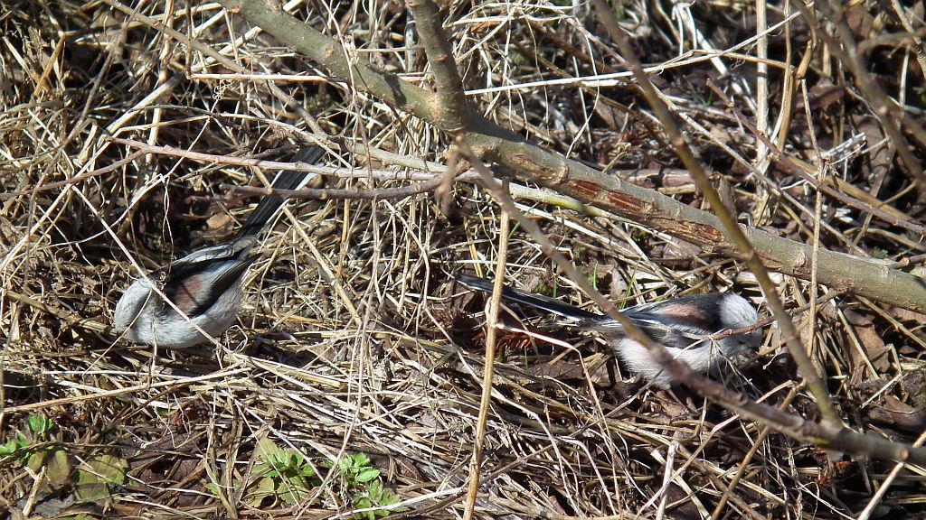 Raniuszek, raniuszek zwyczajny (Aegithalos caudatus)