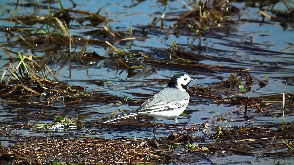 Pliszka siwa (Motacilla alba)
