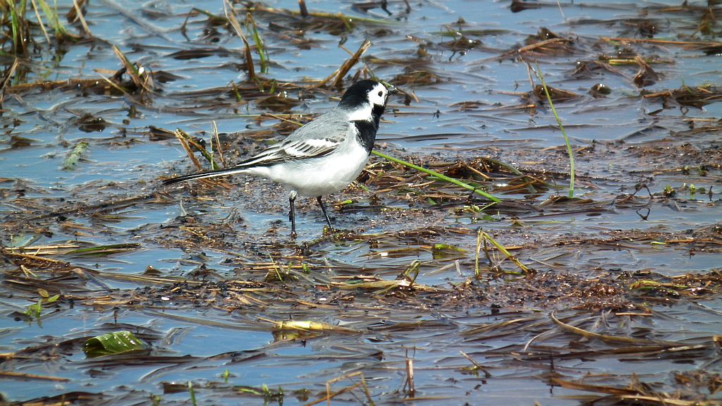 Pliszka siwa (Motacilla alba)