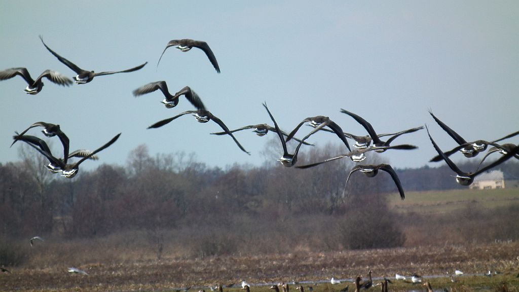 Gęś białoczelna /białoczółka (Anser albifrons)