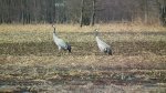 Żuraw, żuraw szary (Grus grus)