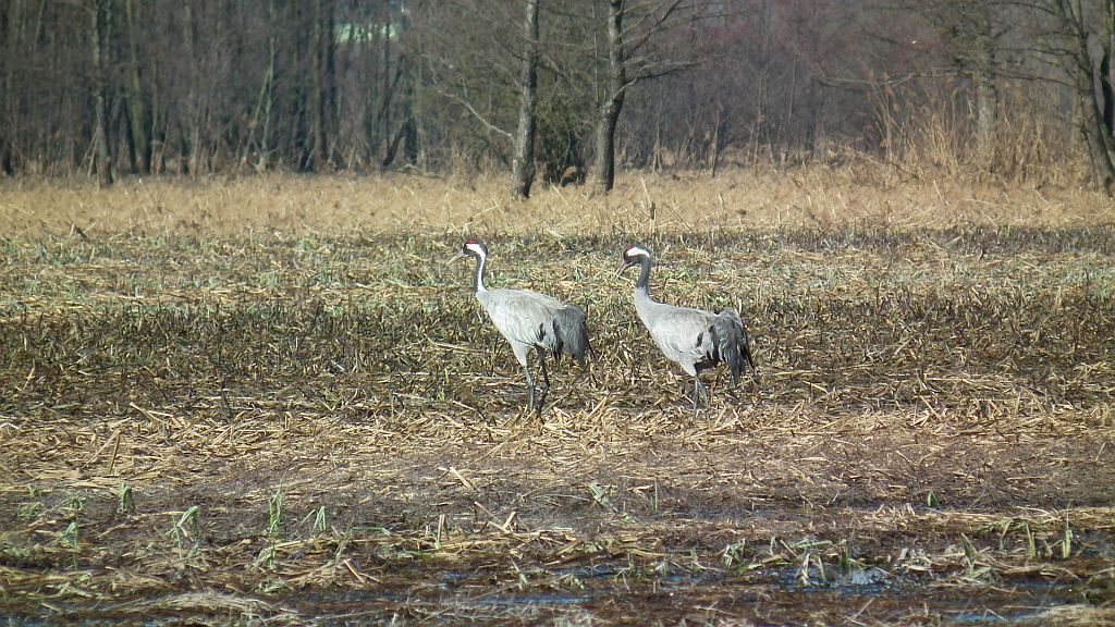 Żuraw, żuraw szary (Grus grus)