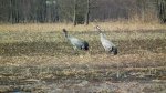 Żuraw, żuraw szary (Grus grus)
