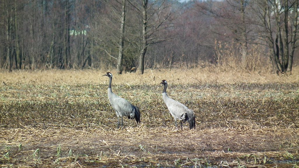 Żuraw, żuraw szary (Grus grus)