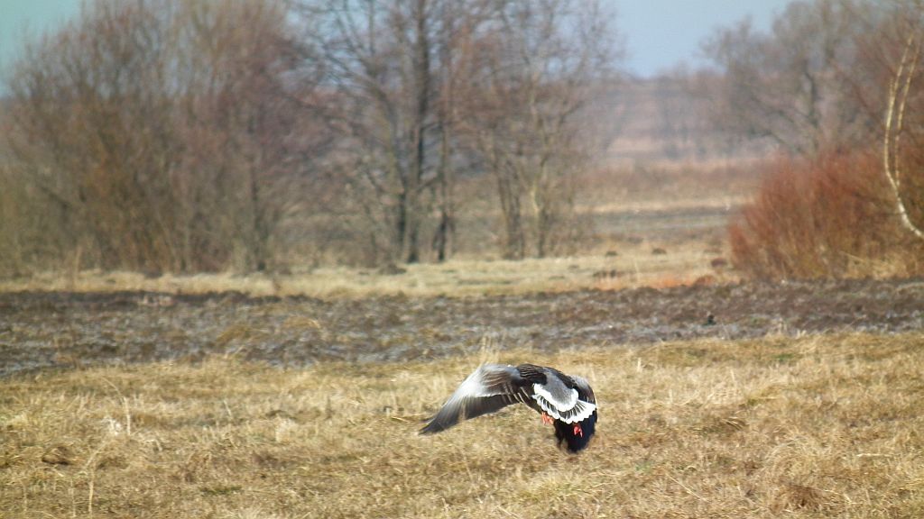 Gęś gęgawa, gęgawa (Anser anser)