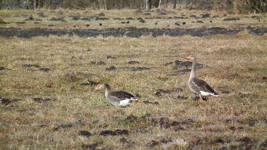 Gęś gęgawa / gęgawa (Anser anser)