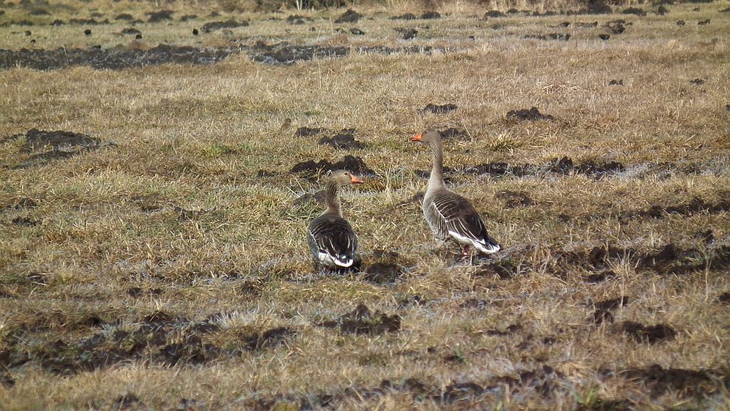 Gęś gęgawa / gęgawa (Anser anser)