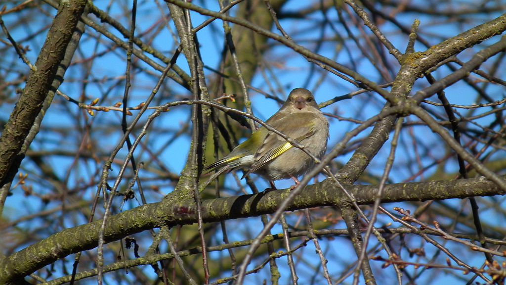 Dzwoniec zwyczajny, dzwoniec (Carduelis chloris, syn. Chloris chloris)