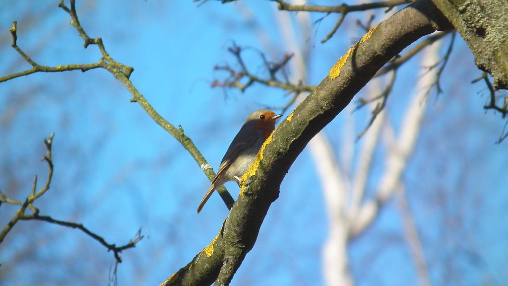Rudzik zwyczajny, rudzik, raszka (Erithacus rubecula)