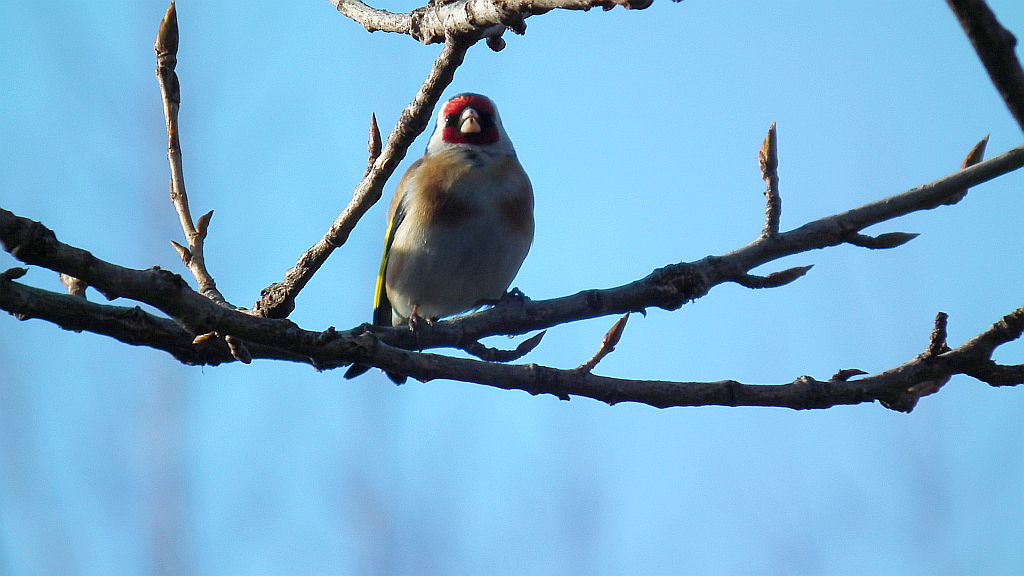 Szczygieł (Carduelis carduelis)