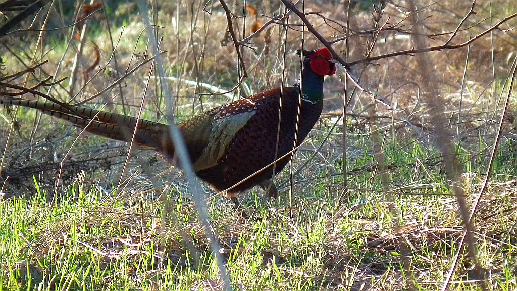 Bażant (Phasianus colchicus)