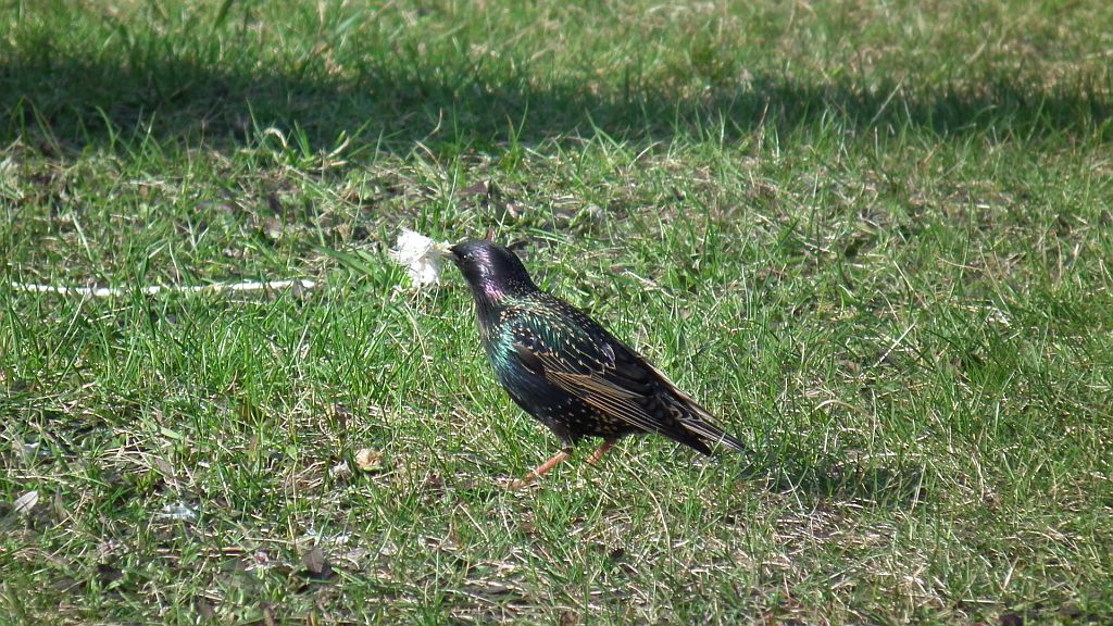 Szpak (Sturnus vulgaris)
