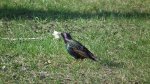 Szpak (Sturnus vulgaris)