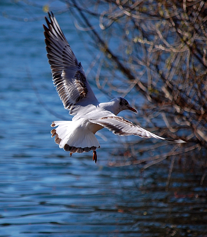 Mewa śmieszka, śmieszka (Chroicocephalus ridibundus)