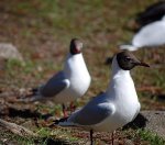 Mewa śmieszka, śmieszka (Chroicocephalus ridibundus)